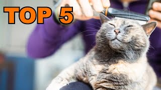 brosse pour chat : TOP 5 des brosses pour chat à acheter en 2023 !