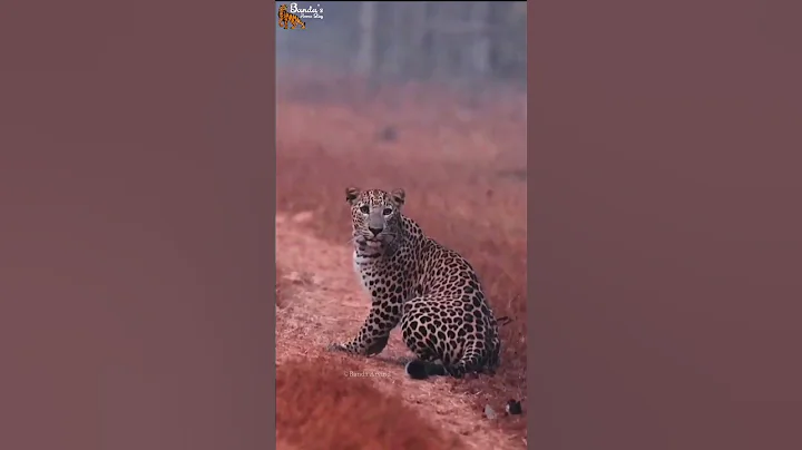 Leopard at Agarzari zone Tadoba #tadoba #blog #wild #leopard #shorts #reels #hunt #status #wildlife