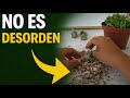 Hijuelos entre Hojas Secas 🌱 Lo que Aprendí al Cuidar Suculentas