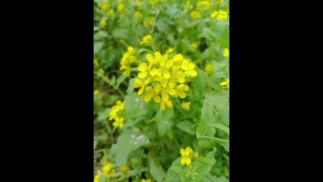 Sorisha ful Mustard Flower সরিষা ফুল 😍 YouTube