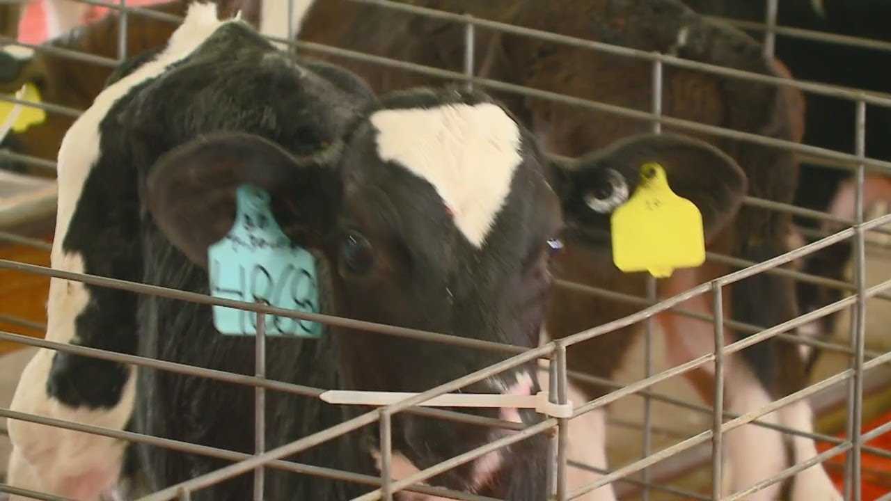Midwest Veal responds to abuse allegations