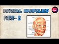 Facial Muscles Part -2 | Head and Neck | Anatomy | Medico