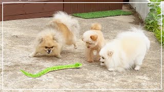 Unleashing a snake on puppies