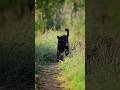 Black Panther Giza | Rare Sight in Kenya | Filmed on Nikon Z8 | Wild Wonders Expeditions
