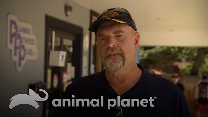Una tortuga con un absceso en la mejilla | Dr. Jeff, Veterinario | Animal Planet Latinoamérica