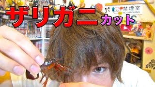 ザリガニで髪を切ってみた！　PDS