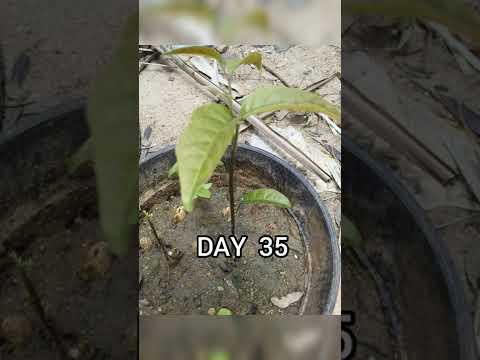 HOW TO PROPAGATE RAMBUTAN FROM SEED |GERMINATION DAYS OF RAMBUTAN #shorts