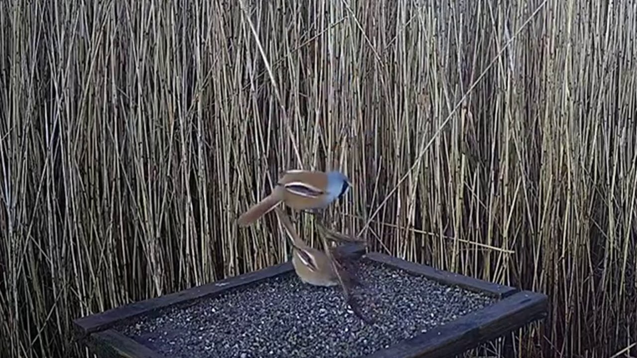 RSPB Leighton Moss Osprey Platform Live Stream