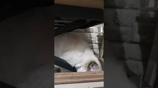 MERAKLI KIZ #abone #keşfet #cute #kitten #yutubeshorts #love #cat #heybenmia #kedi #oyun #oyuncak