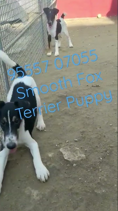 Fox terrier puppies for sale near me