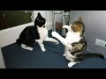 Epic Cat Fight | 4K