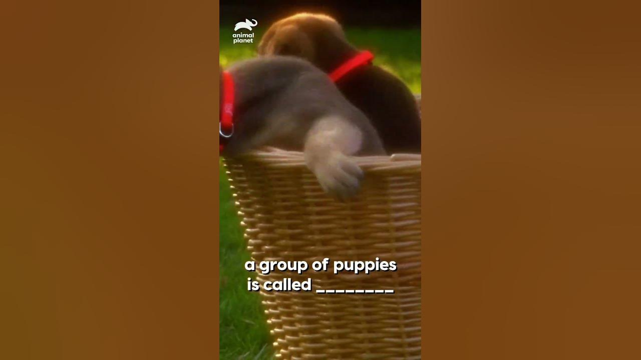 What is a Group of Puppies Called  