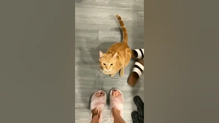 Watch the video about Funny Animal Videos - Try Not To Laugh #fail #animals #cat #dog #pet