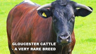 GLOUCESTER CATTLE  A VERY RARE BREED