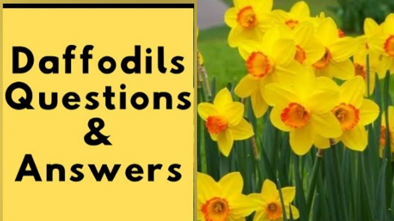 Class 7 The daffodils Questions and answers part 1 by Sangita Hazarika