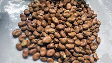 2 ways/methods to cook dry Fava Beans or Ful #food #favabeans #howtocook #mediterranean