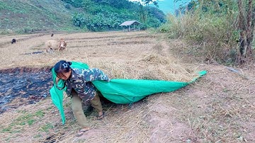 tsis pab poj niam chim siab heev xav quaj/12hli/2025/