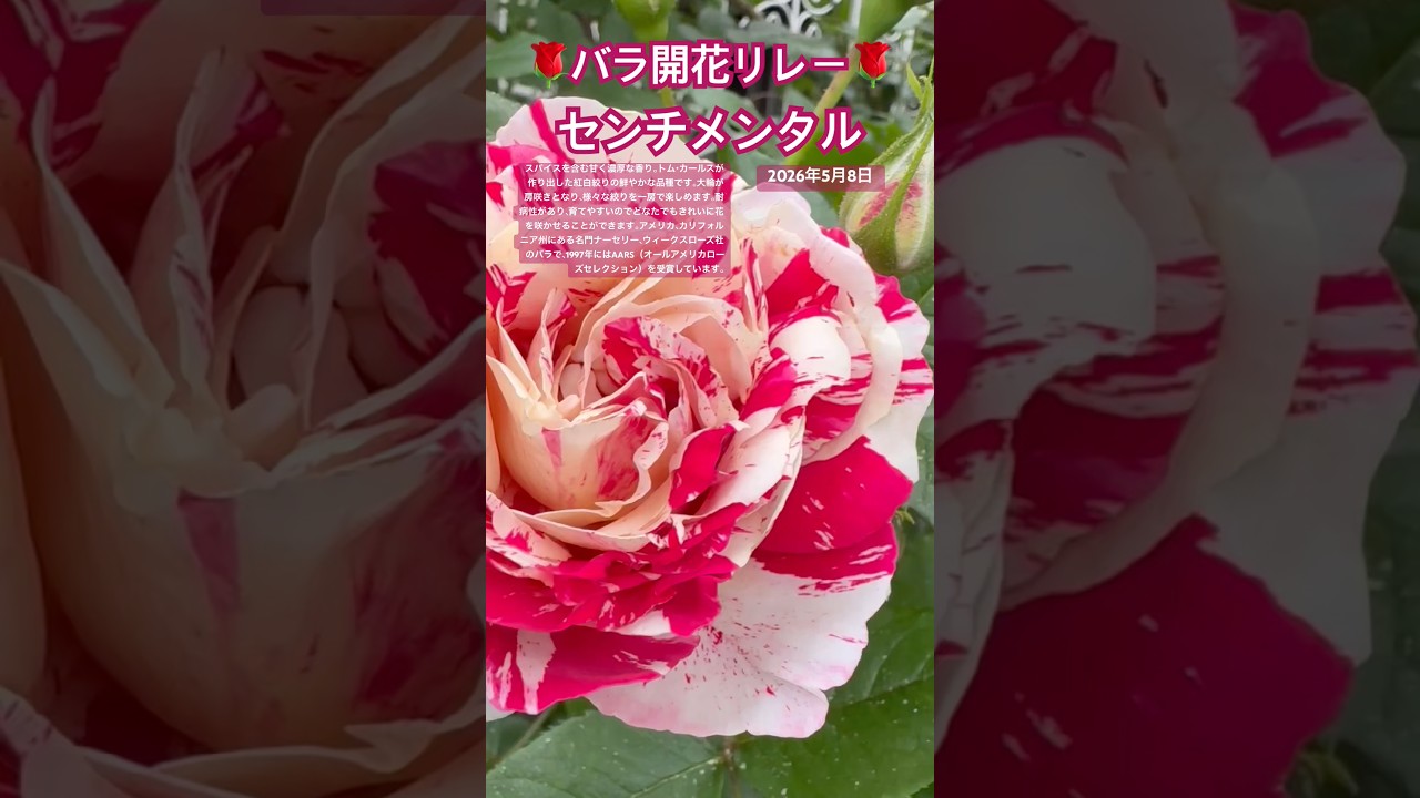 🌹Rose Blooming Relay🌹 Sentimental May 8, 2026