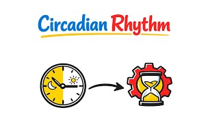 Celebrity Circadian Rhythm: The biological clock inside your body. Net Worth