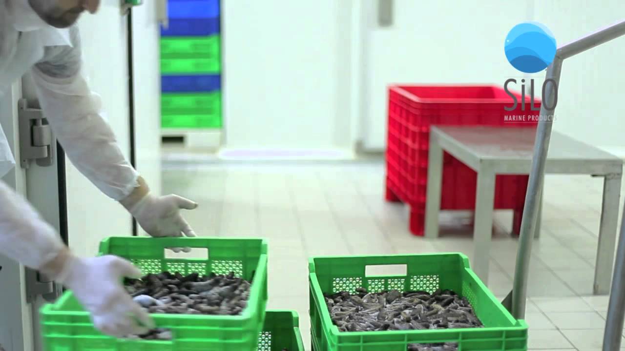Silo Marine Products - Sea Cucumber