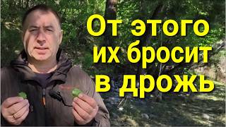 Как моментально поставить всех врагов на место! Они сразу прикусят свои языки