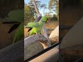 Cute Ringneck Parrot💚🦜 #ringneckparrot #parrottalking #lovebirds
