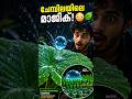 ചേമ്പിലയിലെ മാജിക്! വെള്ളം ഒട്ടാത്തത് എന്തുകൊണ്ട്? 😳🍃