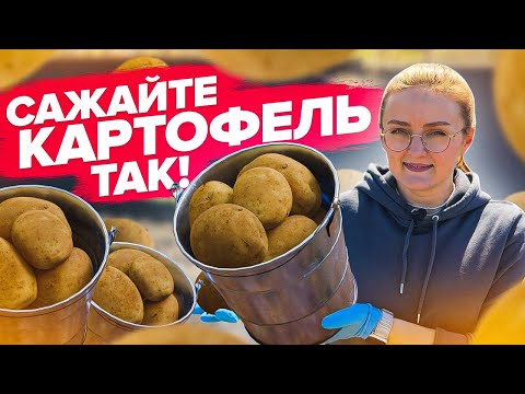 видео: ПРОСТЫЕ ПРАВИЛА ПОСАДКИ КАРТОФЕЛЯ!