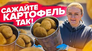 Простые Правила Посадки Картофеля!