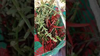 Los pitos forman parte de las flores comestibles que degustan los Salvadorenos
