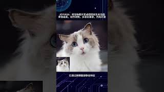 JOYVASA：將動物照片變成栩栩如生的動畫