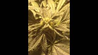Race to 420 week 7 bloom