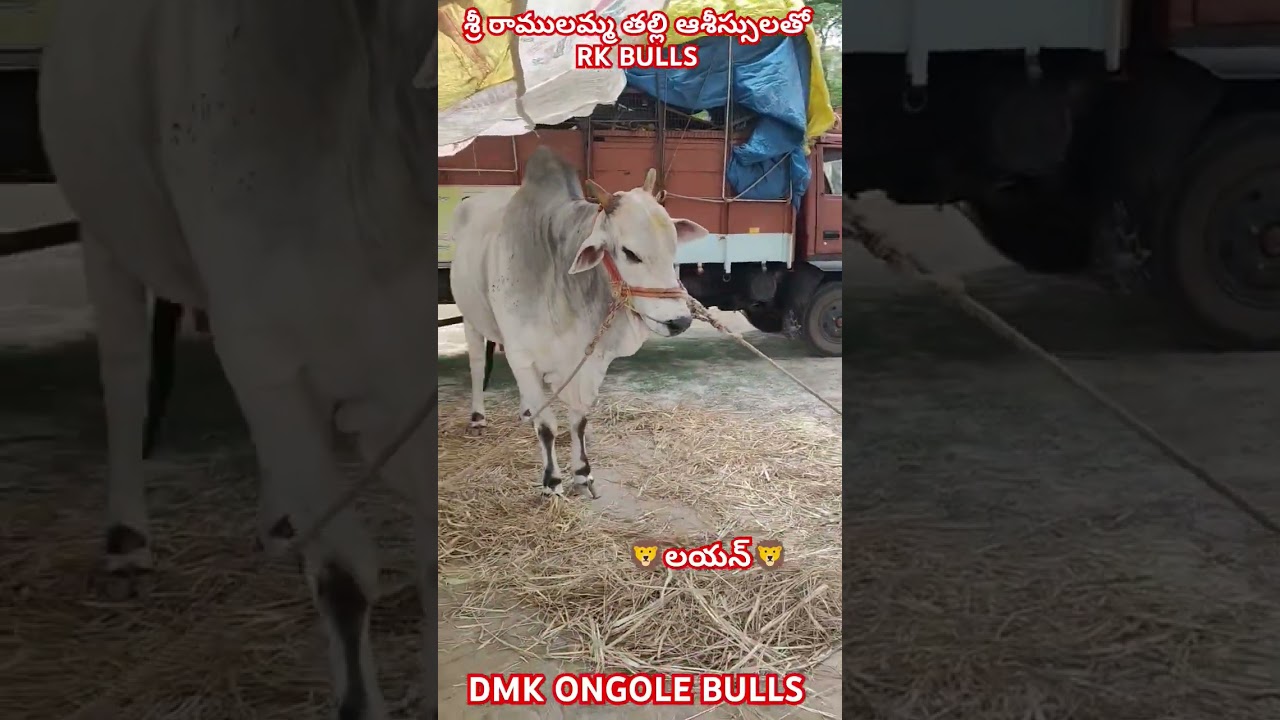 !!RK BULLS senior bull lion 