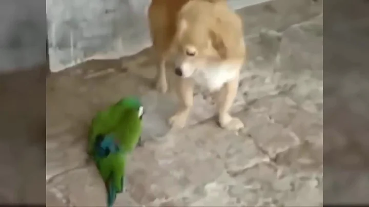 TRY NOT TO LAUGH Funny Animals Fails Compilation 2016 Part 9