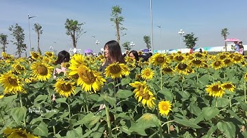 CÁNH ĐỒNG HOA HƯỚNG DƯƠNG SÀI GÒN | NGẬP TRÀN GÁI XINH | Sunflower field in Saigon
