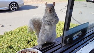 There is a new adorable squirrel in town by Squirrels at the window 18,329 views 1 month ago 8 minutes, 19 seconds