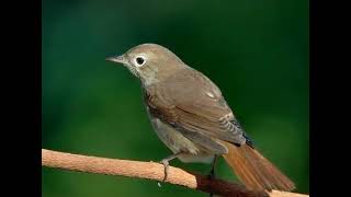 Karanlık Dünyamın Doğan Güneşi