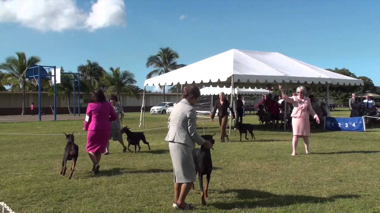 11814 West Oahu Kennel Club Dobies YouTube