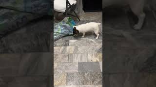 Boredom Buster 3 Jack Russell Terrier Akyeeo