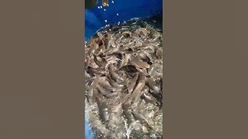 How To Feed Catfish To Grow Bigger in 3 Months