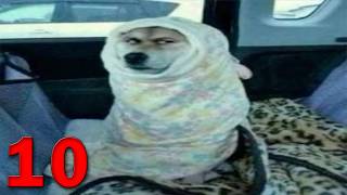 En İyi̇ 10 Köpek