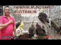 PANEN ANAKAN BURUNG PARKIT AUSTRALIA ❗ BURUNG FALK PARUH BENGKOK