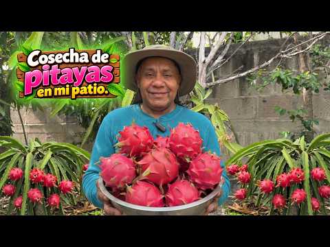 Look How Many Dragon Fruits We Harvested in Our Backyard!