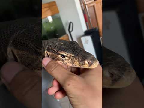Monitor lizards are