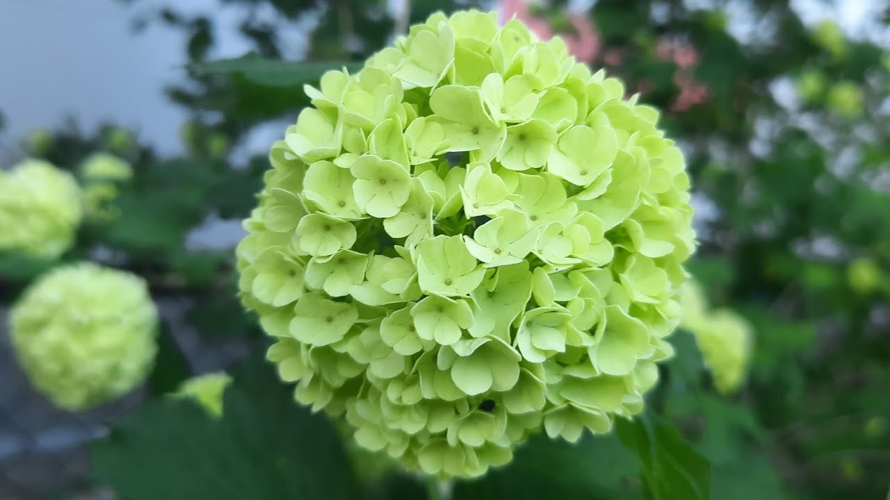 Million Flowers Bloom YouTube