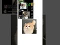 #cat #short
