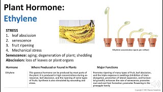 Plant Hormones Ethylene Biology