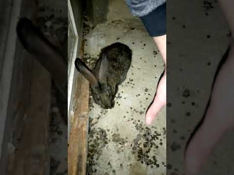 ბოლომდე უყურეთ თხოვნაა