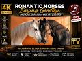 Emotional Ultra HD TV Wall Art Slideshow | Romantic Horses Saying Goodbye