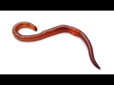 Kechwa Insect #viral#trending Earthworms (Kechua) केचुआ 🪱#new#youtube #youtuber - YouTube